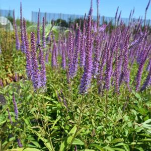 Veronicastrum virginicum 'Lavendelturm' ---